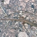 Ophisops elegans basoglui - Photo (c) Roberto Sindaco, μερικά δικαιώματα διατηρούνται (CC BY-NC-SA), uploaded by Roberto Sindaco