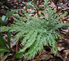 Selaginella hordeiformis
