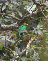 Pharomachrus auriceps