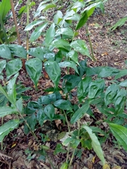 Chamaedorea oblongata