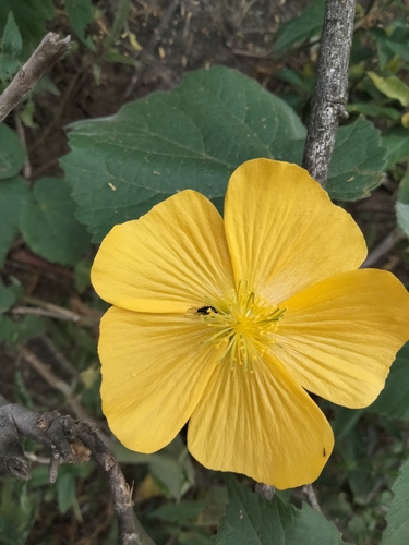 Abutilon mauritianum image