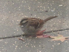 Zonotrichia albicollis