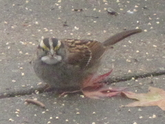 Zonotrichia albicollis