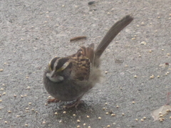 Zonotrichia albicollis