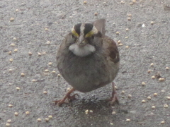 Zonotrichia albicollis