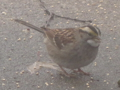 Zonotrichia albicollis