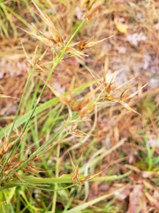 Rhynchospora corniculata
