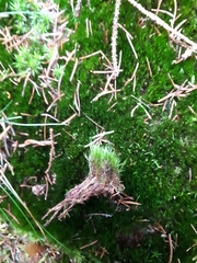 Campylopus flexuosus