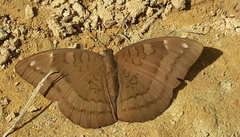 Tanaecia julii