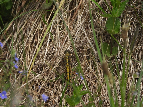 Tinkliškoji Skėtė