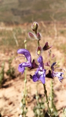 Salvia albicaulis