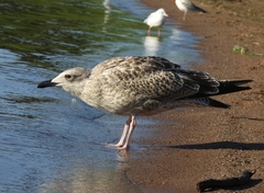 Larus argentatus