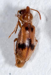Notoxus desertus