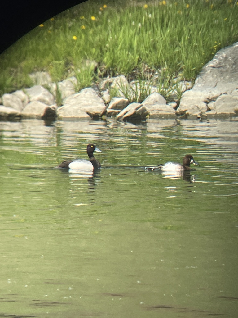 Lesser Scaup from Elliston Park, Calgary, AB, CA on May 18, 2023 at 02: ...