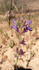 Salvia albicaulis
