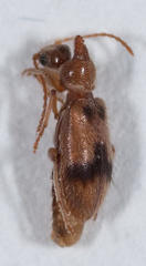 Notoxus desertus
