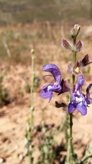 Salvia albicaulis