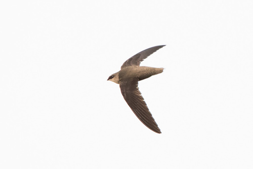Vencejo de chimenea (Chaetura pelagica)