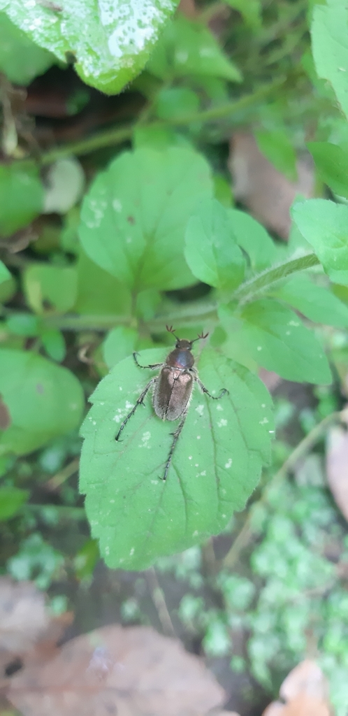 Amphicoma carceli