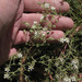 Hairy Sandspurry - Photo Anthony Valois and the National Park Service, no known copyright restrictions (public domain)
