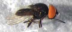 Eusiphona mira