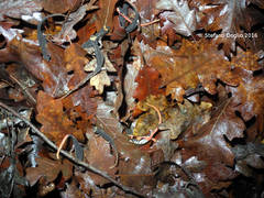 Salamandrina perspicillata