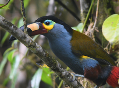 Andigena laminirostris