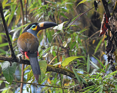 Andigena laminirostris