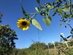Helianthus debilis