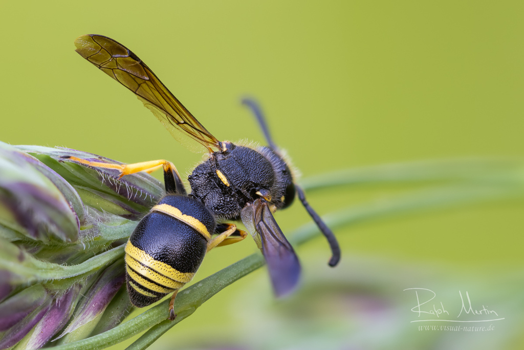 Euodynerus notatus