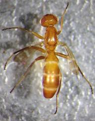 Steneretma laticauda