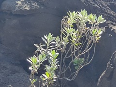 Helichrysum monizii image