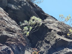 Helichrysum monizii image