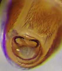 Steneretma laticauda