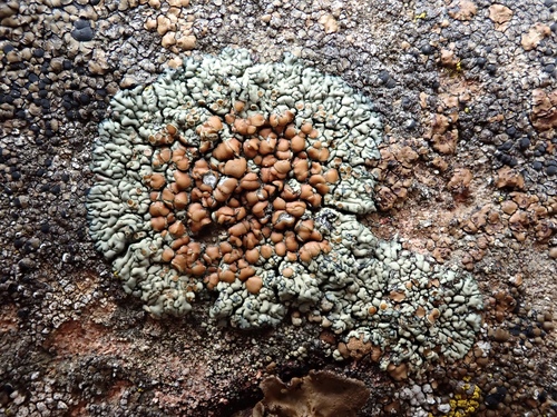 Lecanora sierrae image