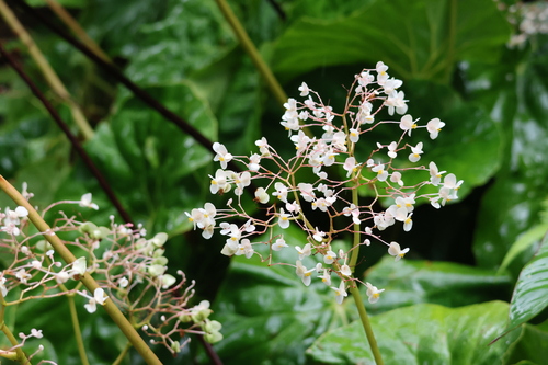 Begonia nelumbiifolia observed 2023-05-31