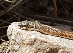 Psammophis subtaeniatus