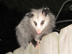 Didelphis virginiana