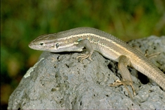 Psammodromus algirus algirus