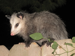 Didelphis virginiana