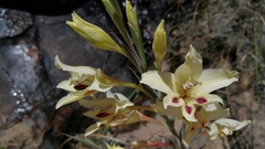 Gladiolus angustus