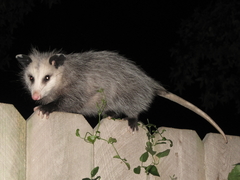Didelphis virginiana