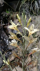 Gladiolus angustus