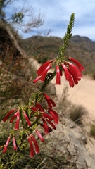 Erica haematosiphon