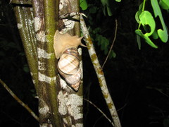 Orthalicus ponderosus