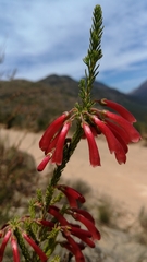 Erica haematosiphon