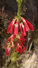 Erica haematosiphon