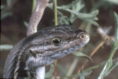 Psammodromus algirus algirus