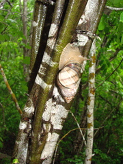 Orthalicus ponderosus