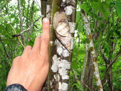 Orthalicus ponderosus